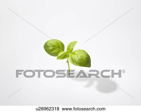 The Leaf Of Basil View Large Photo Image Stock Photo - The Leaf Of Basil. Fotosearch