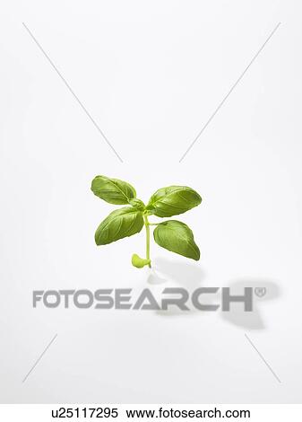 Stock Photography - The Leaf Of Basil. Fotosearch