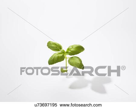The Leaf Of Basil View Large Photo Image Stock Photography - The Leaf Of Basil. Fotosearch