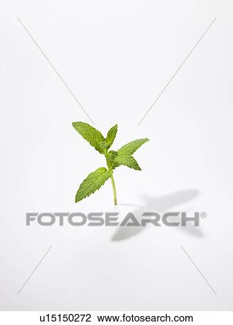 The Leaf Of Mint View Large Photo Image Stock Image - The Leaf Of Mint. Fotosearch