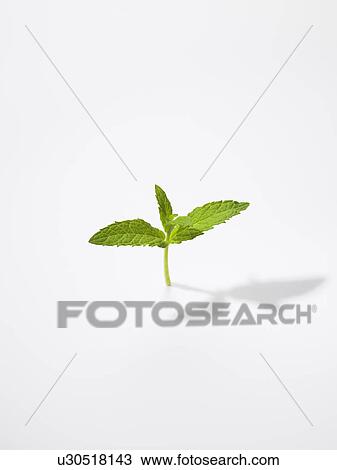 The Leaf Of Mint View Large Photo Image Stock Image - The Leaf Of Mint. Fotosearch