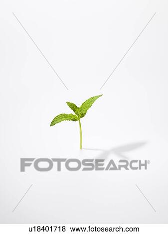 Stock Photo - The Leaf Of Mint. Fotosearch