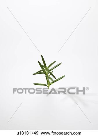 The Leaf Of Rosemary View Large Photo Image Stock Photo - The Leaf Of Rosemary. Fotosearch