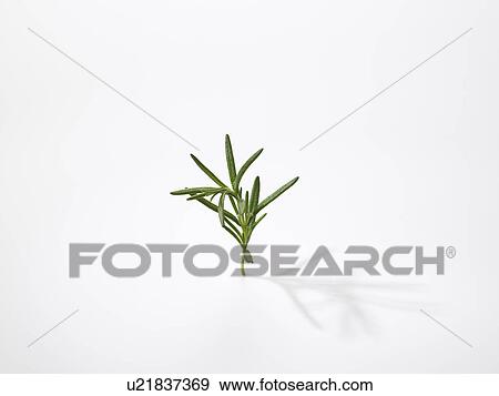 The Leaf Of Rosemary View Large Photo Image Stock Photo - The Leaf Of Rosemary. Fotosearch