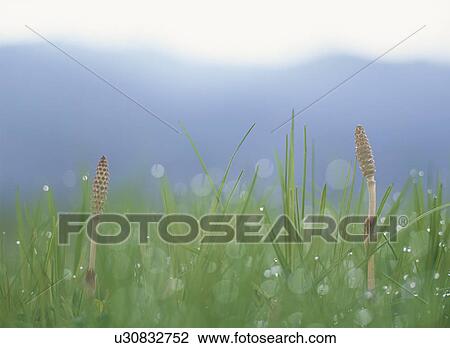 Two Field Horsetails View Large Photo Image Stock Image - Two Field Horsetails. Fotosearch