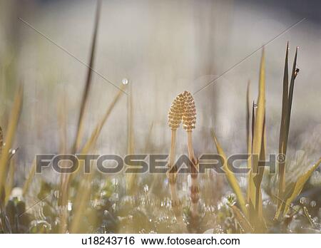 Stock Photograph - Two Field Horsetails. Fotosearch