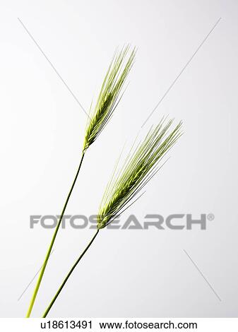 Two Wheat View Large Photo Image Stock Image - Two Wheat. Fotosearch
