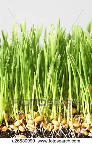 Stock Photo - Water droplets on wheatgrass (close-up). Fotosearch