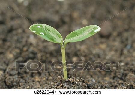 Water On Seedling View Large Photo Image Stock Photo - Water On Seedling. Fotosearch