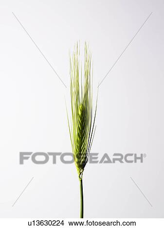 Picture - Wheat. Fotosearch