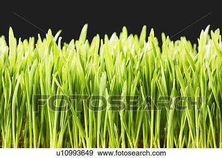 Wheatgrass (close-up) View Large Photo Image Stock Photo - Wheatgrass (close-up). Fotosearch