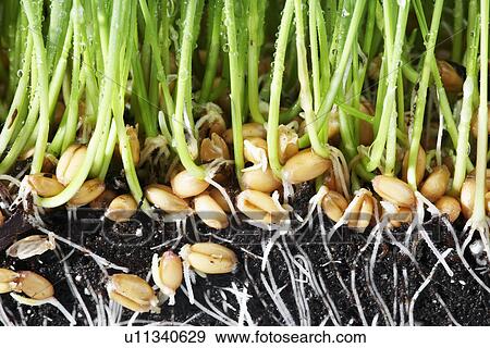 Stock Photo - Wheatgrass roots (close-up). Fotosearch