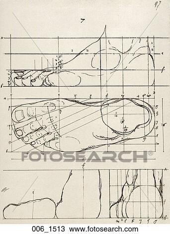 骨董品 解剖 イラスト Drawing 提示 A 勉強しなさい の ３つのビューでの左足 で 割合 Segments Durer 1513 スケッチ 006 1513 Fotosearch