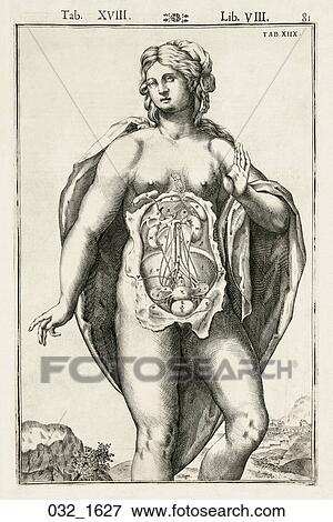 骨董品 解剖 イラスト Engraving の A 妊婦 で 胎児 そして 胎盤 Displayed Spigelii 1627 イラスト 032 1627 Fotosearch