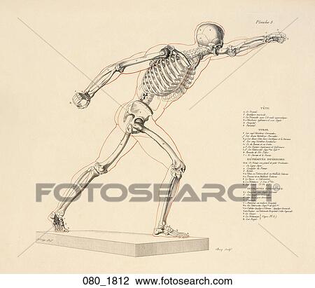 Antique Anatomical Illustration (black and red engraving) showing skeleton in right profile in the pose of the Borghese Gladiator., 1812 View Large Illustration Drawing - Antique Anatomical Illustration (black and red engraving) showing skeleton in right profile in the pose of the Borghese Gladiator., 1812. Fotosearch