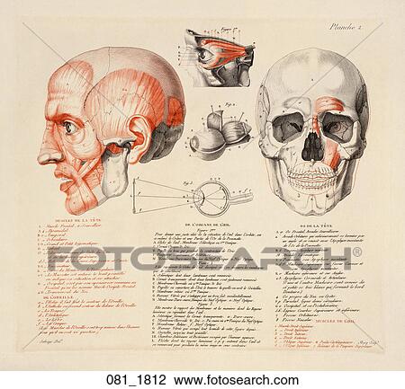 Antique Anatomical Illustration (black and red engraving) showing profile head with musculature delineated, eye with ocular details, front view of skull., 1812 View Large Illustration Drawing - Antique Anatomical Illustration (black and red engraving) showing profile head with musculature delineated, eye with ocular details, front view of skull., 1812. Fotosearch