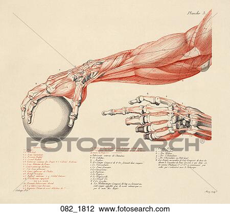 Drawing - Antique Anatomical Illustration (black and red engraving) showing musculo-skeletal system of forearm and hand., 1812. Fotosearch