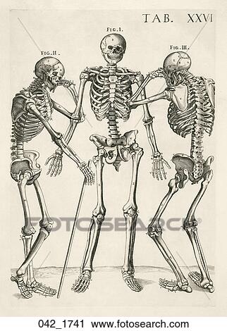 Clip Art - Antique Anatomical Illustration (woodcut) of three animated skeleton figures., Cortonensi, 1741. Fotosearch