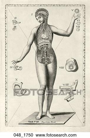 Antique Anatomical Illustration (engraving) of female figure showing cardio-pulmonary system., Petrioli, 1750 View Large Illustration Clipart - Antique Anatomical Illustration (engraving) of female figure showing cardio-pulmonary system., Petrioli, 1750. Fotosearch