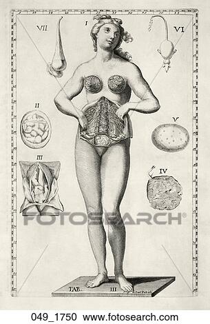 Antique Anatomical Illustration (engraving) of female figure showing reproductive organs., Petrioli, 1750 View Large Illustration Clipart - Antique Anatomical Illustration (engraving) of female figure showing reproductive organs., Petrioli, 1750. Fotosearch