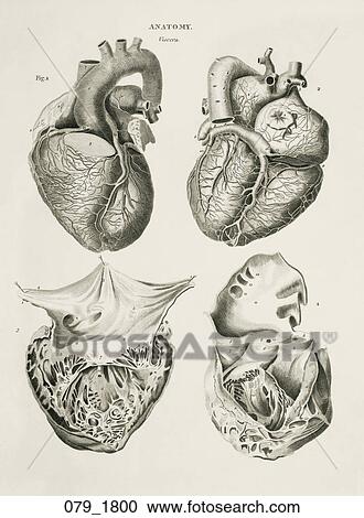 Antique Anatomical Illustration (engraving) of four views of the heart, showing external and internal structures., c. 1800 View Large Illustration Clipart - Antique Anatomical Illustration (engraving) of four views of the heart, showing external and internal structures., c. 1800. Fotosearch