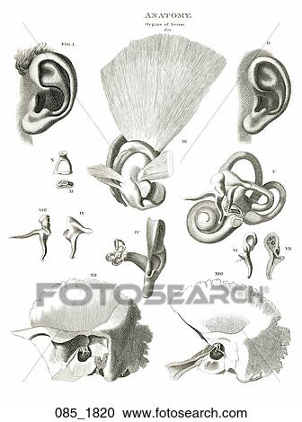 Clipart - Antique Anatomical Illustration (engraving) of various views of the inner and outer ear., 1820. Fotosearch
