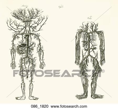 Clipart - Antique Anatomical Illustration (engraving) showing major arteries and arterials, major veins and venules., 1820. Fotosearch