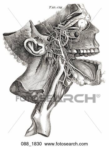 Antique Anatomical Illustration (engraving) of dissection of the head showing major blood vessels., Fyfe, 1830 View Large Illustration Clipart - Antique Anatomical Illustration (engraving) of dissection of the head showing major blood vessels., Fyfe, 1830. Fotosearch
