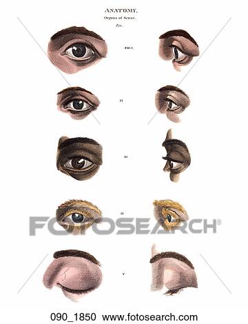 Antique Anatomical Illustration (hand-colored engraving) showing various eyes in front and profile views., c. 1820 View Large Illustration Clipart - Antique Anatomical Illustration (hand-colored engraving) showing various eyes in front and profile views., c. 1820. Fotosearch