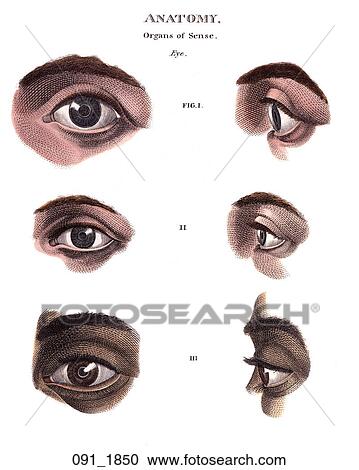 Antique Anatomical Illustration (hand-colored engraving) showing detail of eyes in front and profile views., c. 1820 View Large Illustration Clipart - Antique Anatomical Illustration (hand-colored engraving) showing detail of eyes in front and profile views., c. 1820. Fotosearch