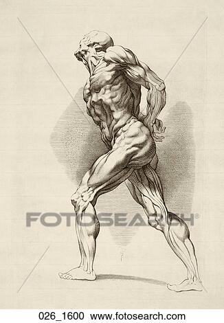 Antique Anatomical Illustration (copper engraving) depicting a dynamic male muscle figure., P. P. Rubens, c. 1600 View Large Illustration Clipart - Antique Anatomical Illustration (copper engraving) depicting a dynamic male muscle figure., P. P. Rubens, c. 1600. Fotosearch