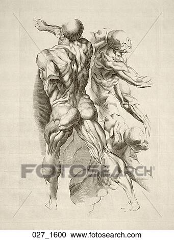 Antique Anatomical Illustration (copper engraving) depicting three male muscular figures in motion., P. P. Rubens c. 1600 View Large Illustration Clipart - Antique Anatomical Illustration (copper engraving) depicting three male muscular figures in motion., P. P. Rubens c. 1600. Fotosearch