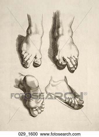 Antique Anatomical Illustration (copper engraving) showing feet from various viewpoints., P. P. Rubens, c. 1600 View Large Illustration Clipart - Antique Anatomical Illustration (copper engraving) showing feet from various viewpoints., P. P. Rubens, c. 1600. Fotosearch