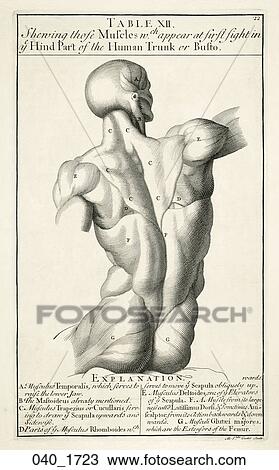 Drawing - Antique Anatomical Illustration (copper engraving) of a male torso (back) with musculature delineated., Genga, 1723. Fotosearch