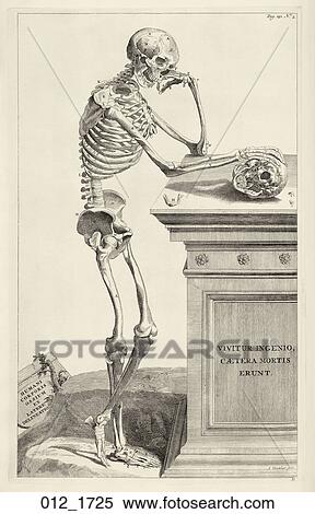 Stock Illustration - Antique Anatomical Illustration (copper engraving) of a skeletal figure with motto: Vivitur ingenio caetera mortis erunt, translated as: 'Genius lives on; all else is mortal'., Vesalius, 1725. Fotosearch