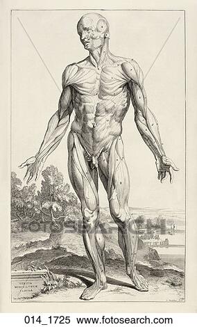Stock Illustration - Antique Anatomical Illustration (copper engraving) of the male figure with musculature delineated., Vesalius, 1725. Fotosearch
