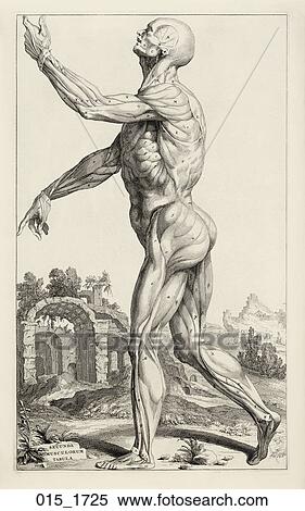 Antique Anatomical Illustration (copper engraving) showing the side view of the male figure with musculature delineated., Vesalius, 1725 View Large Illustration Stock Illustration - Antique Anatomical Illustration (copper engraving) showing the side view of the male figure with musculature delineated., Vesalius, 1725. Fotosearch