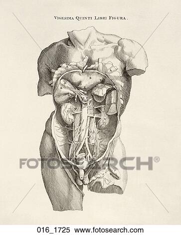 Antique Anatomical Illustration (copper engraving) of male viscera of abdominal area, shown within a classical torso. Vesalius, 1725 View Large Illustration Stock Illustration - Antique Anatomical Illustration (copper engraving) of male viscera of abdominal area, shown within a classical torso. Vesalius, 1725. Fotosearch