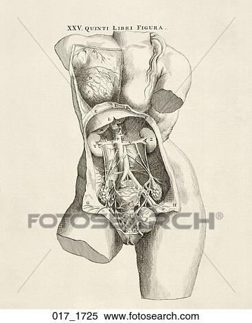 Antique Anatomical Illustration Copper Engraving Of Female Viscera Of Abdominal Area Shown Within A Classical Torso Vesalius 1725 Stock Illustration 017 1725 Fotosearch