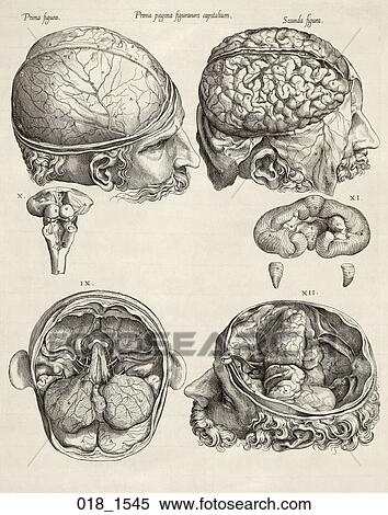 Antique Anatomical Illustration (copper engraving) representing stages of dissection of skull showing brain., Genga, 1545 View Large Illustration Stock Illustration - Antique Anatomical Illustration (copper engraving) representing stages of dissection of skull showing brain., Genga, 1545. Fotosearch