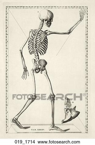 Antique Anatomical Illustration (copper engraving) of a skeletal figure., Eustachi, 1714 View Large Illustration Stock Illustration - Antique Anatomical Illustration (copper engraving) of a skeletal figure., Eustachi, 1714. Fotosearch