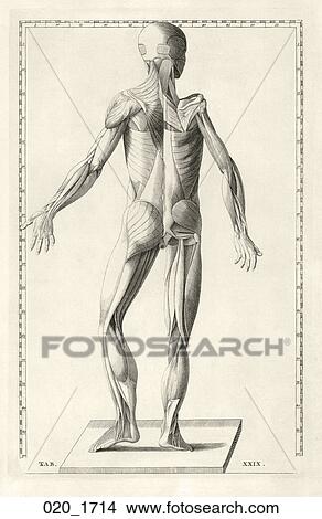 Antique Anatomical Illustration (copper engraving) of a muscle figure from the back., Eustachi, 1714 View Large Illustration Stock Illustration - Antique Anatomical Illustration (copper engraving) of a muscle figure from the back., Eustachi, 1714. Fotosearch