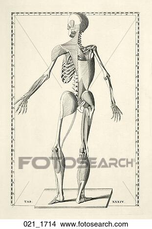 Antique Anatomical Illustration (copper engraving) of a figure showing articulation of musculo-skeletal system., Eustachi, 1714 View Large Illustration Stock Illustration - Antique Anatomical Illustration (copper engraving) of a figure showing articulation of musculo-skeletal system., Eustachi, 1714. Fotosearch