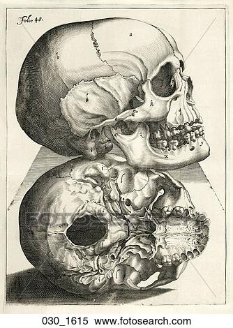 Antique Anatomical Illustration (copper engraving) depicting profile and base views of skull with fissures., Paaw, 1615 View Large Illustration Stock Illustration - Antique Anatomical Illustration (copper engraving) depicting profile and base views of skull with fissures., Paaw, 1615. Fotosearch