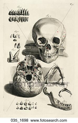 Antique Anatomical Illustration (copper engraving) showing two views of the skull including jaw detail., Cowper, 1698 View Large Illustration Stock Illustration - Antique Anatomical Illustration (copper engraving) showing two views of the skull including jaw detail., Cowper, 1698. Fotosearch