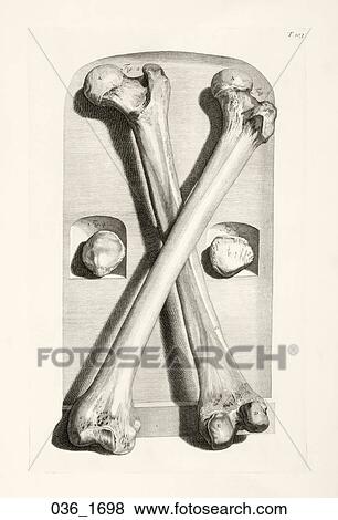 Antique Anatomical Illustration (copper engraving) of femurs and kneecaps., Cowper, 1698 View Large Illustration Stock Illustration - Antique Anatomical Illustration (copper engraving) of femurs and kneecaps., Cowper, 1698. Fotosearch