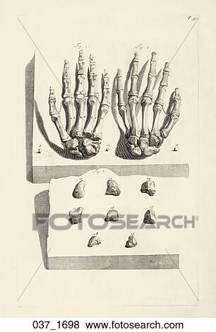 Antique Anatomical Illustration (copper engraving) of bones of the hand and wrist., Cowper, 1698 View Large Illustration Stock Illustration - Antique Anatomical Illustration (copper engraving) of bones of the hand and wrist., Cowper, 1698. Fotosearch