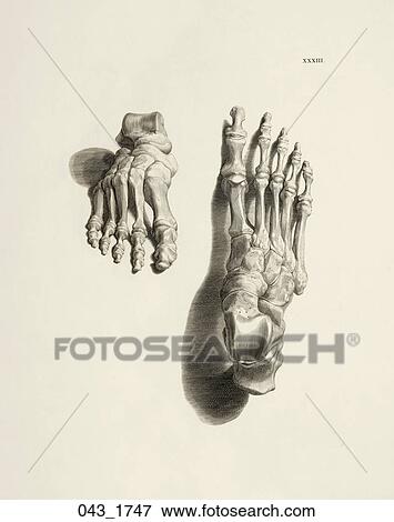 Antique Anatomical Illustration (copper engraving) showing top views of bones of the foot., Albinus, 1747 View Large Illustration Stock Illustration - Antique Anatomical Illustration (copper engraving) showing top views of bones of the foot., Albinus, 1747. Fotosearch