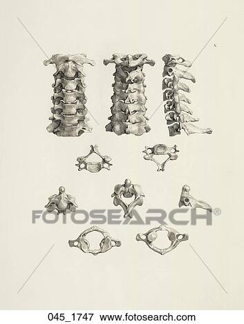 Antique Anatomical Illustration (copper engraving) showing three views of cervical disks., Albinus, 1747 View Large Illustration Stock Illustration - Antique Anatomical Illustration (copper engraving) showing three views of cervical disks., Albinus, 1747. Fotosearch