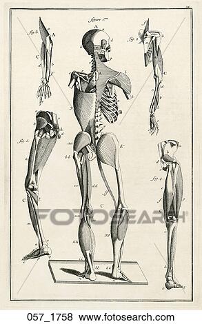Antique Anatomical Illustration (copper engraving) of figure showing articulation of musculo-skeletal system., Disdier, 1758 View Large Illustration Stock Illustration - Antique Anatomical Illustration (copper engraving) of figure showing articulation of musculo-skeletal system., Disdier, 1758. Fotosearch
